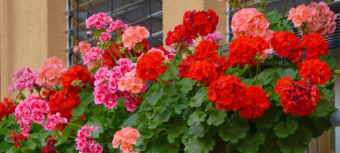 Pelargoniat parvekkeella